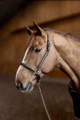 HFI Halter little groom