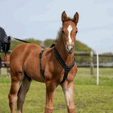 Herm. Sprenger foal harness 45744