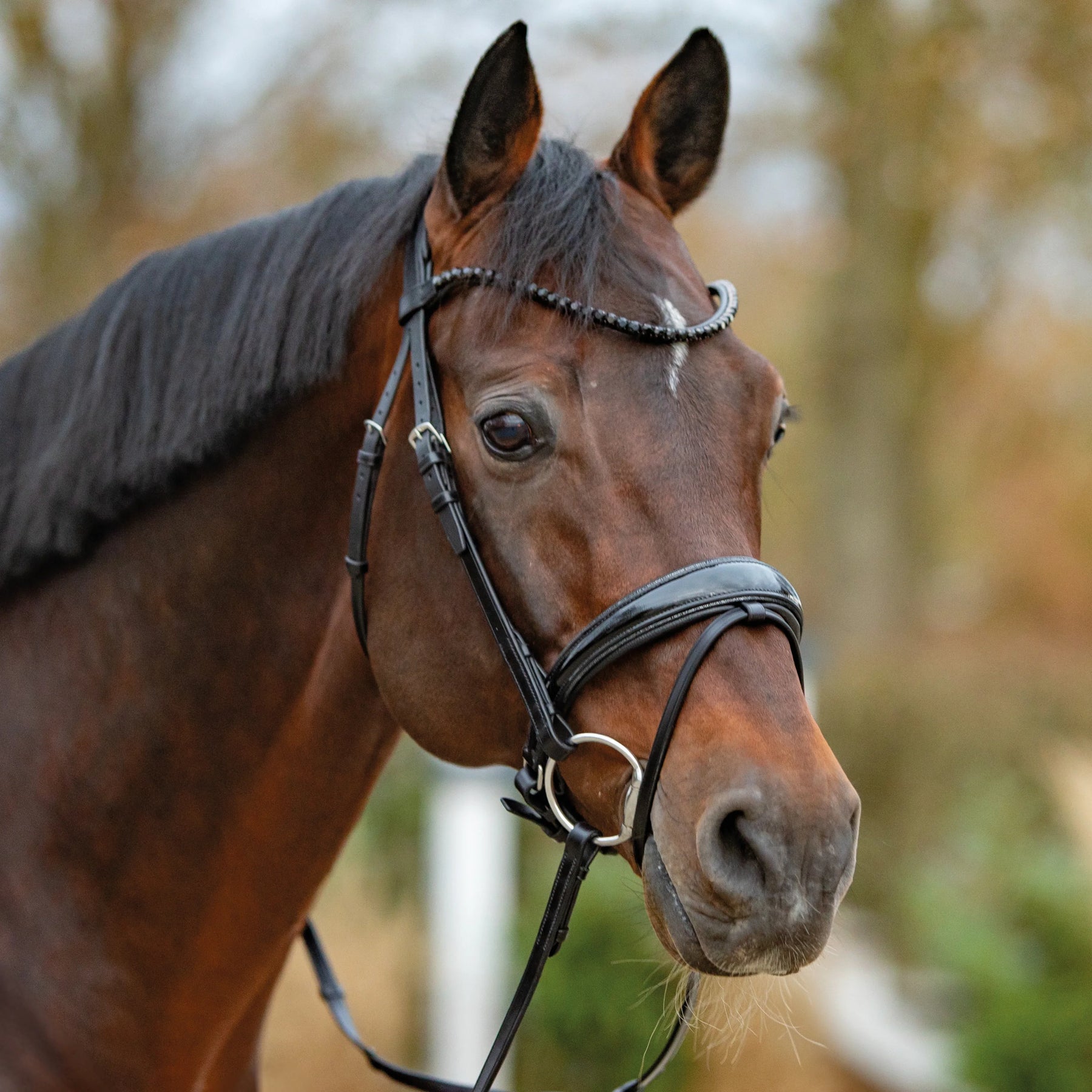 Passier noblesse snaffle bridle