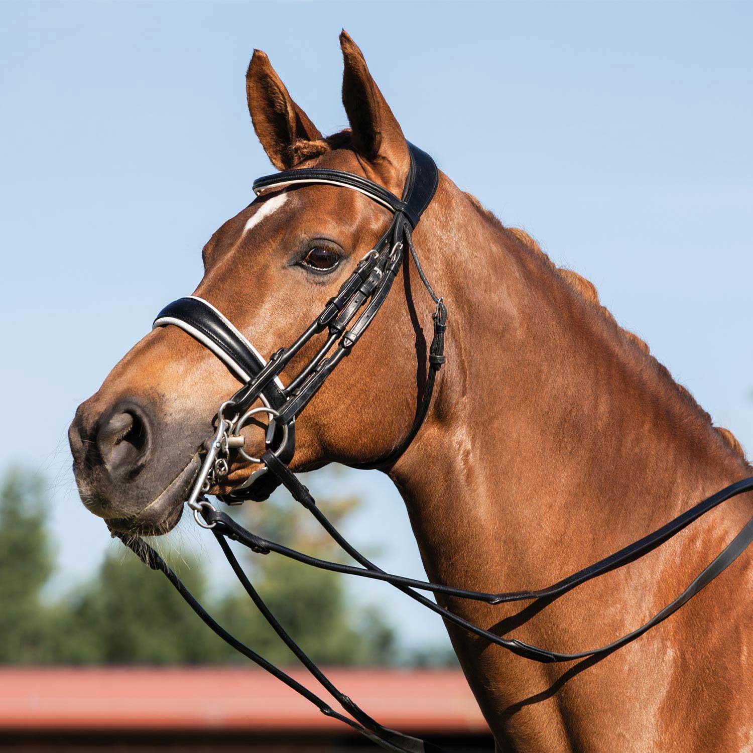 Acavallo giaconda bridle with double reins
