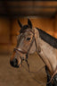 HFI edges bridle - HorseworldEU