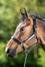 HFI flat halter - HorseworldEU