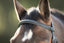 HFI Mexican bridle - HorseworldEU